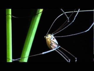Harvestmen Daddy Longlegs