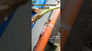 верхушки томатов дали корни на 5 день. в теплой воде быстрее.#помидоры #теплица #огород