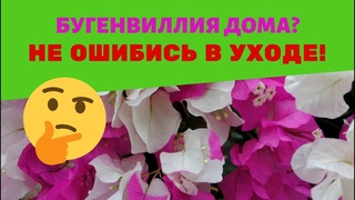 Бугенвиллия домашняя: адаптация, уход и проблемы / Стоит ли сажать в большой горшок