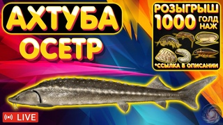 1000 голд наж Розыгрыш  Осётр - Ахтуба  Бокс с премом на TROVO  Русская Рыбалка 4 рр4 стрим #1130