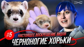 Воскрешение видов. Уникальные черноногие хорьки! Лекция Анны Ивановой