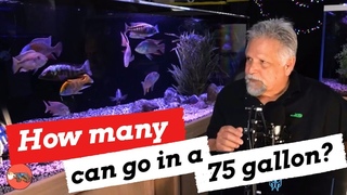 How Many Peacock Cichlids will Fit in Your Tank