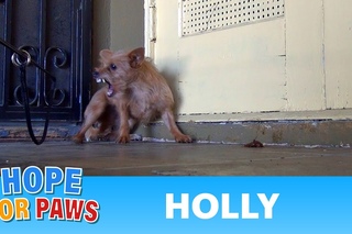 Rescuing a terrified abandoned dog - The transformation will amaze you! Please share.