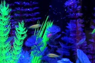 Learn about the GloFish® Fluorescent Fish Experience