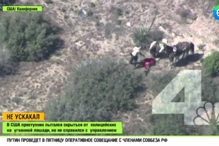 Преступник попытался сбежать от полиции на лошади