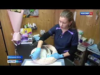 Вести КРЫМ: новости про Мусю!