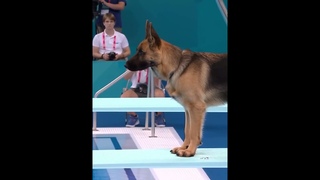 Собаки на Олимпиаде  #hailuo #minimax #dogs #pets #olympics