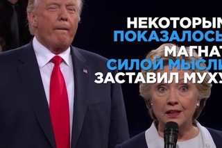 Кандидат и муха