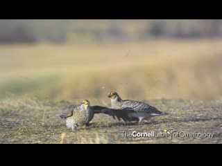 Острохвостые тетерева (Tympanuchus phasianellus)