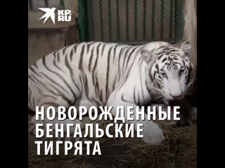 Новорожденные бенгальские тигрята