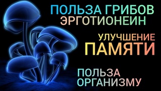 Польза Грибов (Ergothioneine-Benefits) Улучшить Памяти l Остановить Старость l Как восполнить